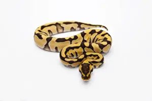 Snake Species Impressions: Tiger Ball Python or Royal Python -Python regius-, female