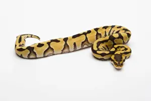 Python à Billes Impressions: Le Python royal ou Python tigre -Python regius-, femelle.