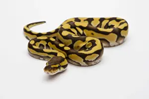 Le phacan royal ou Python regius, femelle.