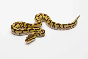 Python à Billes Impressions: Le Phython royal ou Python géant -Python regius-, mâle.