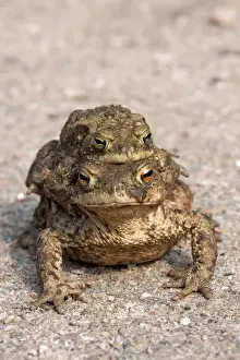 Bufo Bufo Reproduction Impressions: Toad migration, Common toads -Bufo bufo-