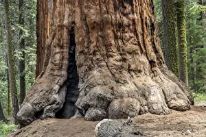 Giant Coniferous Tree Impressions: Trunk of a Sequoia tree -Sequoioideae