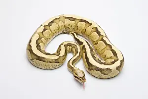 Le Python en Crème de Vanille ou le Python Royal -Python regius-, mâle.