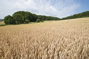 Agricultural Land Use Germany Impressions: Wheat field, Thuringia, Germany