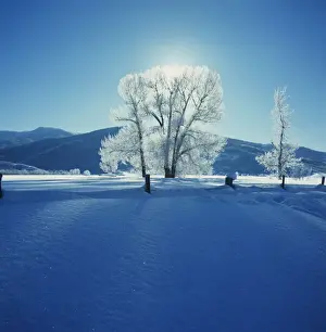 Snow Covered Tree Branches Impressions: Wintry Scene