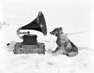 Le chien de traîneau Chris et le gramophone.