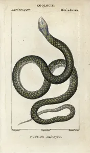 Copperplate Stipple Art Impressions: Amethystine or scrub python, amethyst python