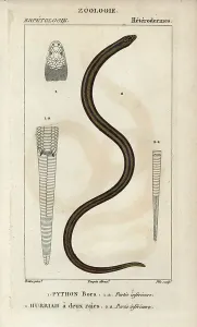 Copperplate Stipple Engraving Impressions: Indian python, python bora, Python molurus