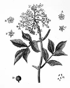 European Black Elder Impressions: A sample of Elder