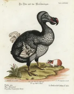 Dodo Bird Illustration Impressions: Dodo, Raphus cucullatus, extinct