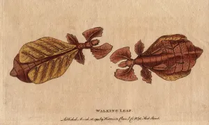 Rare Insect Illustrations Impressions: Phasm or phasmoptere (Phyllium siccifolium)