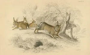 Oryctolagus Cuniculus Species Impressions: Rabbit (Oryctolagus cuniculus), the Old World rabbit. 1828 (hand-coloured engraving)