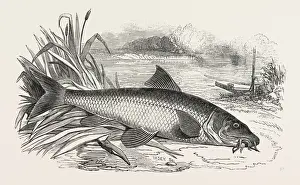 Freshwater Fish Art Impressions: BARBEL
