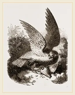 Buzzard Bird Impressions: Buzzard