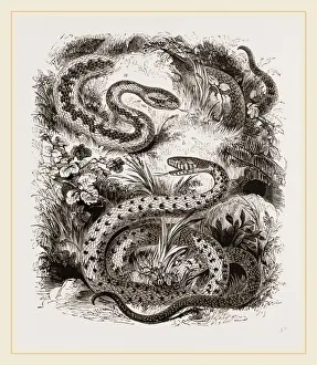 Venomous Snake Species Impressions: Common Adder and Ringed Snake
