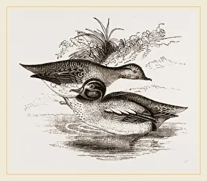Common Teal Bird Impressions: Common Teals