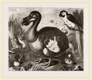 Nature Conservation Efforts Impressions: Dodo