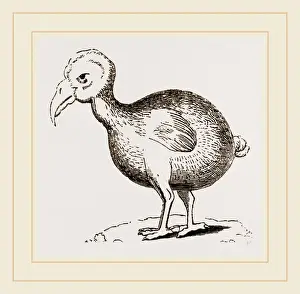 Dodo Bird Impressions: Dodo from Herbert