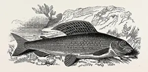 Impression encadrée : Le Grayling.