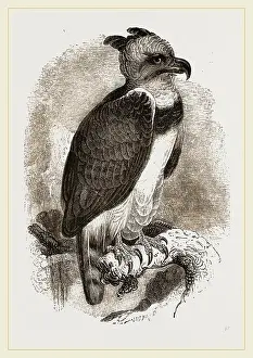 Impression encadrée : Aigle harpie.