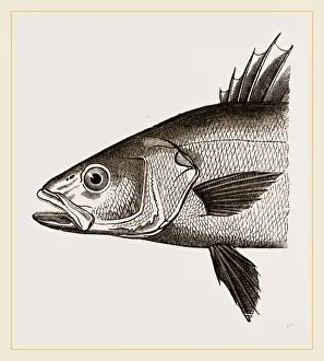 Nature Photography Collection Impressions: Head of Basse