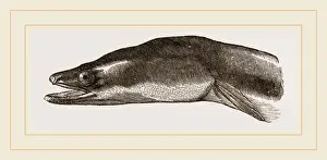 Natural History Museum Specimens Impressions: Head of Eel