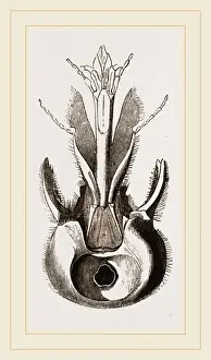 Human Head Anatomy Impressions: Head of Pee