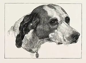Edwin Landseer Paintings Impressions: HEAD OF POINTER (DOG), BY EDWIN LANDSEER, 1802-1873, PAINTER, 1873 engraving
