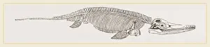 Ancient Marine Life Impressions: Ichthyosaurus