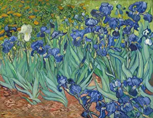 Vincent Van Gogh Masterpiece Impressions: Irises