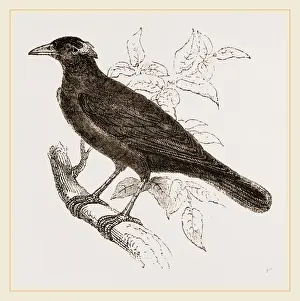 Nature Reserve Indonesia Impressions: Java Mino-Bird