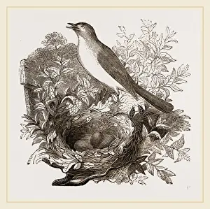 Nightingale Bird Impressions: Nightingale