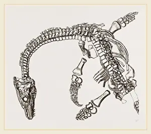 Plesiosaurus Fossil Impressions: Plesiosaurus as imbedded