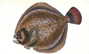 Marine Life Illustration Impressions: Small-headed Dab, Pleuronectes microcephalus, 1803, British fishes, Donovan, E. (Edward)