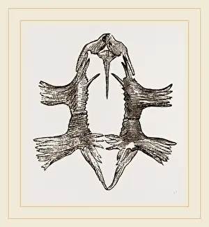 Natural History Museum Exhibit Impressions: Sternum of Loggerhead Turtle