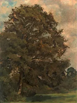 Green Meadow Landscapes Impressions: Study of an Ash Tree, Lionel Constable, 1828-1887, British