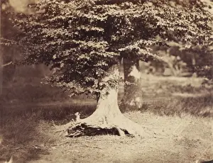 19th Century French Artwork Impressions: [The Beech Tree]