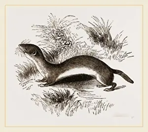 Weasel Species Impressions: Weasel