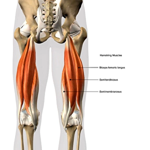 Anatomy Illustrations Impressions: 3D rendering of the hamstring muscles, with labels