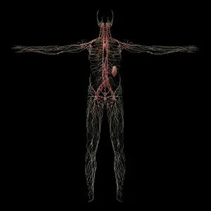 Circulatory System Physiology Impressions: 3D rendering of human lymphatic system