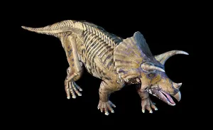 Animal Anatomy Illustration Impressions: 3D rendering of Triceratops with skeleton in ghost effect