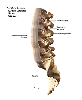 Human Spine Anatomy Impressions: 3D rendering of the vertebral column