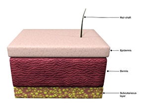 Human Skin Anatomy Impressions: Basic layers of human skin; epidermis