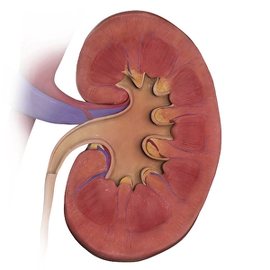 Kidney Anatomy Impressions: Coronal section of left kidney
