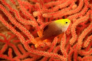 Tropical Fish Images Impressions: This darker version of Talbot's damselfish