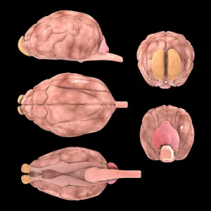 Impression encadrée : Cerveau de chien, multiples angles.