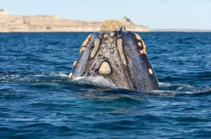 Animal Themes Photography Impressions: Top of the head, seen from behind