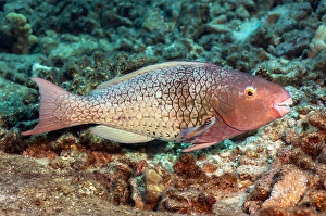 Underwater Animal Images Impressions: The initial phase of an ember parrotfish