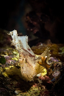 Tropical Underwater Life Impressions: A leaf scorpionfish waves in the current