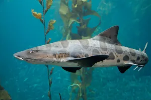 Aquarium Fish Impressions: Leopard shark